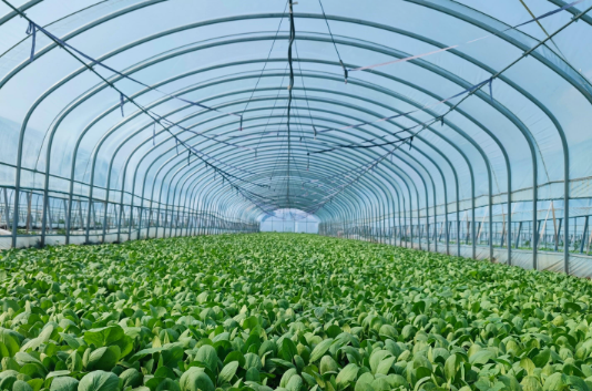 大棚种植弱电智能化提升了资源利用效率和劳动生产率